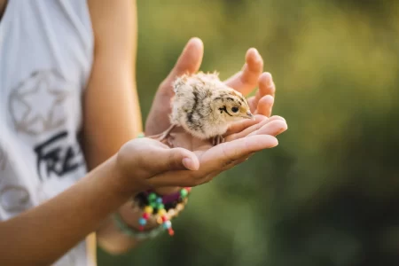 Desde la animalidad hacia la humanidad hasta la Divinidad