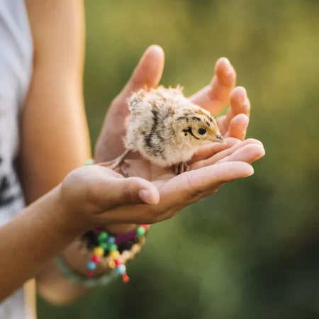 Desde la animalidad hacia la humanidad hasta la Divinidad